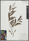 Foto von Salix alba L.